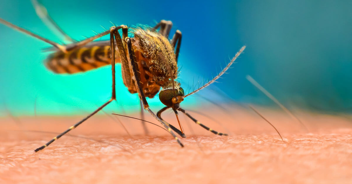 Chikungunya virus image - mosquito-borne disease